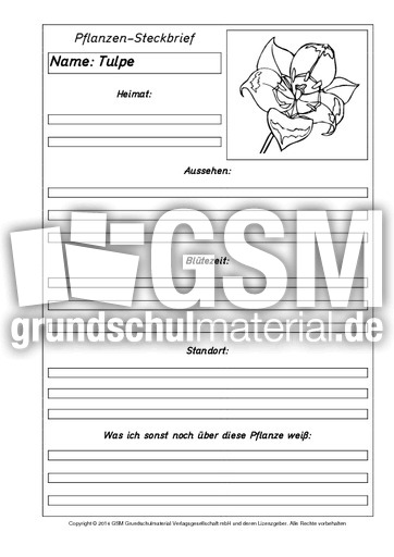 Pflanzensteckbriefvorlage-Tulpe-2-SW.pdf